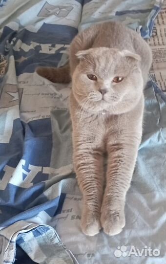 Британец