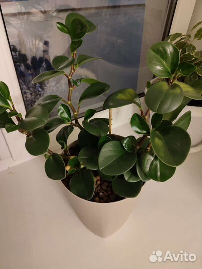 Пеперомия туполистная