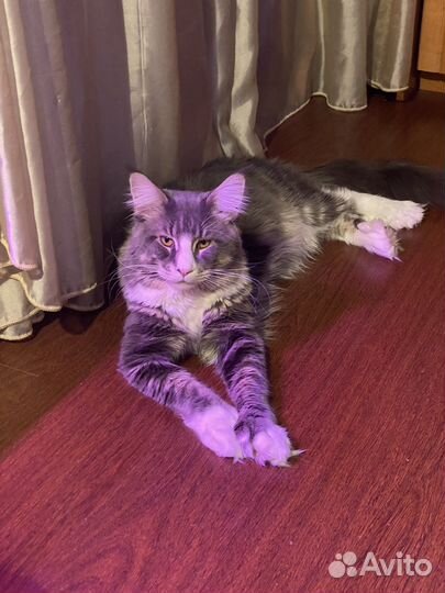 Мейн-кун девочка