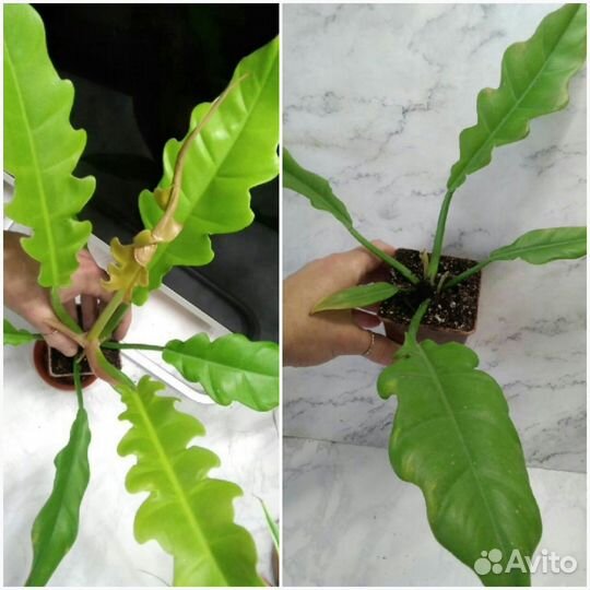 Тонг Прокай/Голден Спир,Виолин,Альба и др