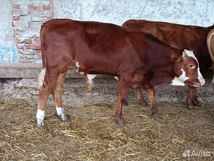 Телята бычки