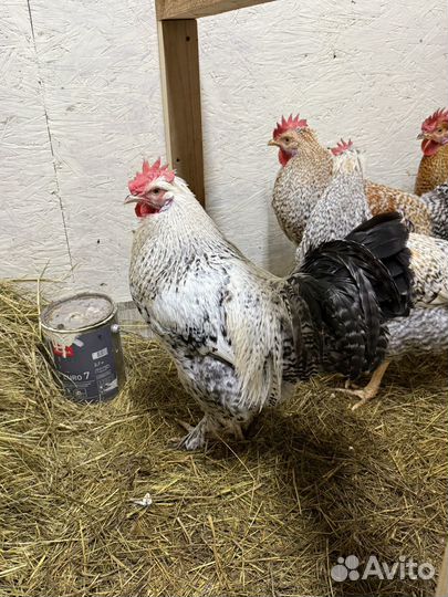 Петух легбар, билефельдер