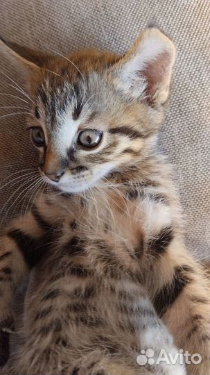 Котятки в дар бесплатно