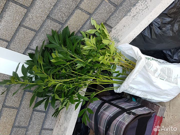 Пионы саженцы