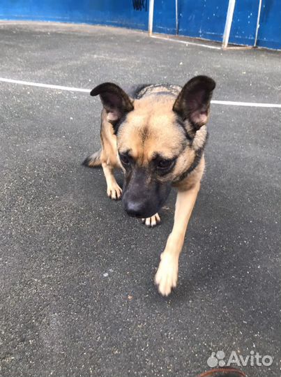 Собака Марта в добрые руки