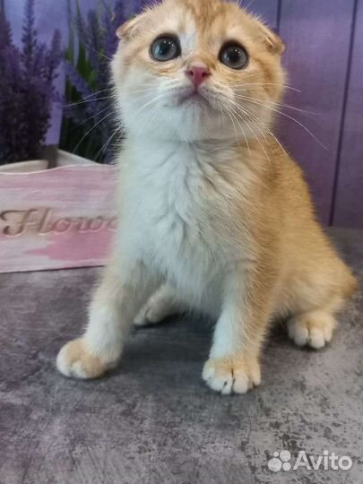 Шотландские котята золотая шиншилла