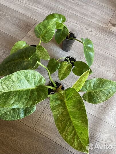 Филодендрон гигантум вариегатный, отличный вар)