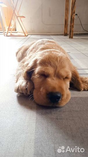 Кокер спаниель