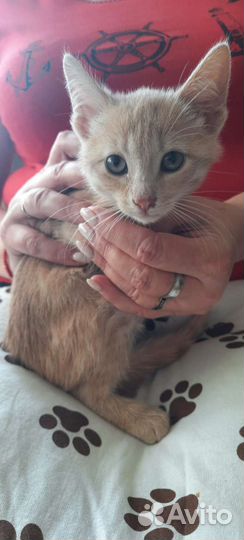 Персиковый котенок в добрые руки