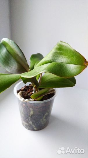 Орхидея фаленопсис
