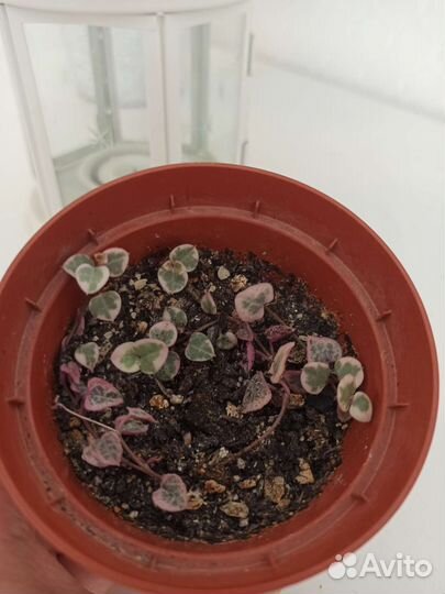 Церопегия вариегатная