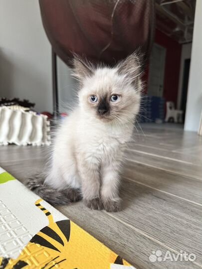 Невская маскарадная кошечка