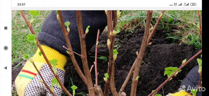 Смородина, крыжовник саженцы