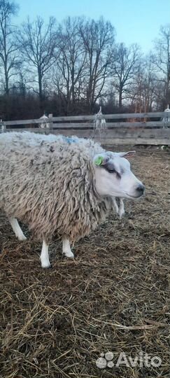 Овцы (ягнята) ташлинская порода и порода тексель