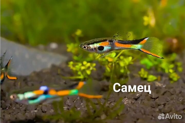 Меченосцы красные, гуппи Эндлера. Опт и розница