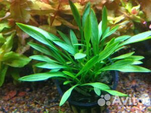 Аквариумные растения в вабикусах 120 л.и 250 л