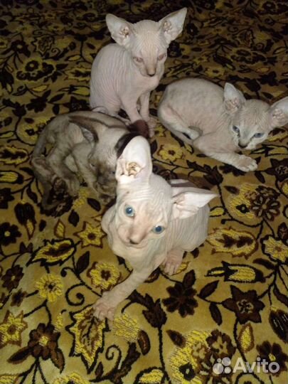 Канадский сфинкс