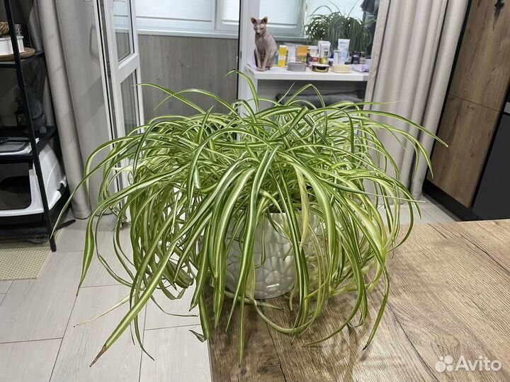 Хлорофитум