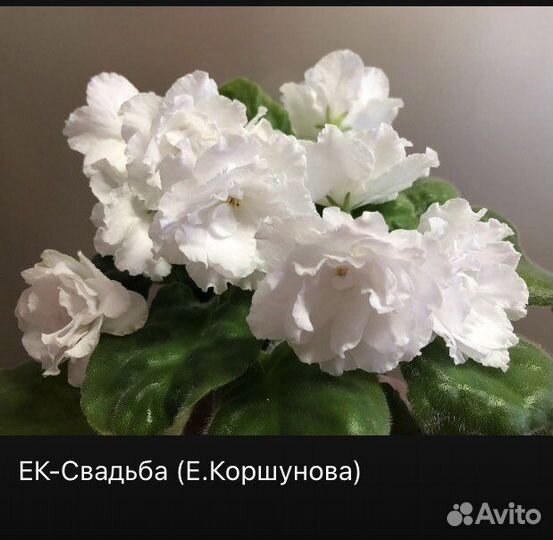 Сортовые фиалки