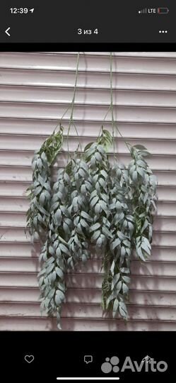 Рускус,лиана,декор на свадьбу )цветы в профиле