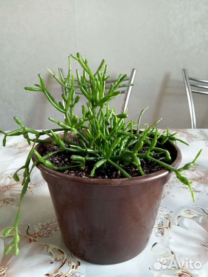 Комнатные цветы