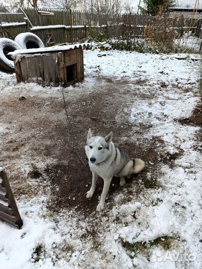 Дворовый пес