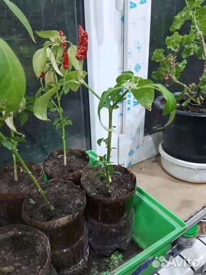Рассада перец