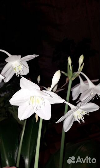 Эухарис амазонская лилия