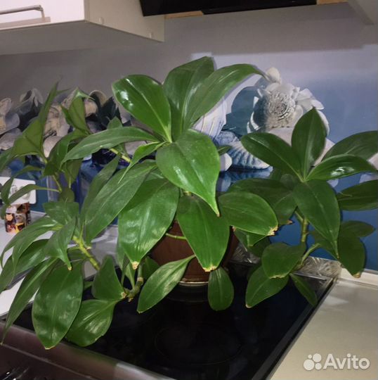 Кампелия занония