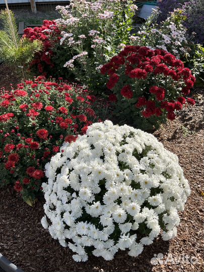 Хризантема мультифлора