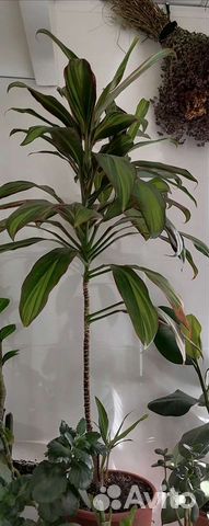 Драцена - Кордилина киви