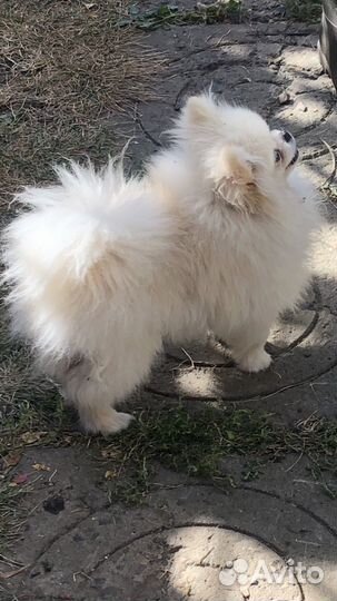 Померанский шпиц