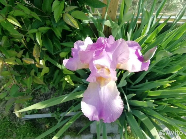 Ирисы бородатые, корень