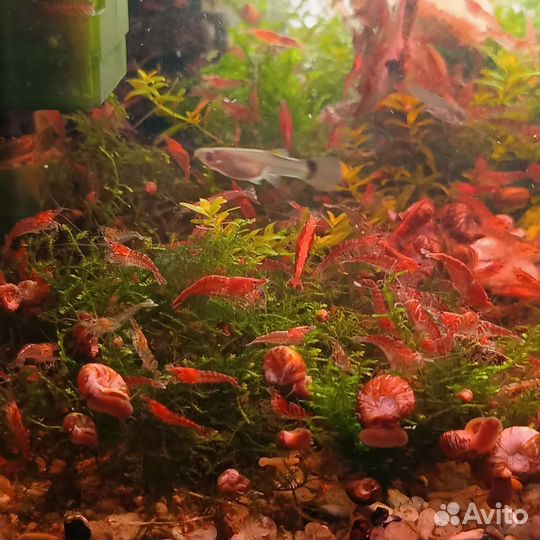 Аквариумные рыбки,креветки вишневая(черри)