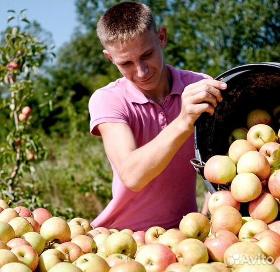 Сборщик яблок в саду с проживанием