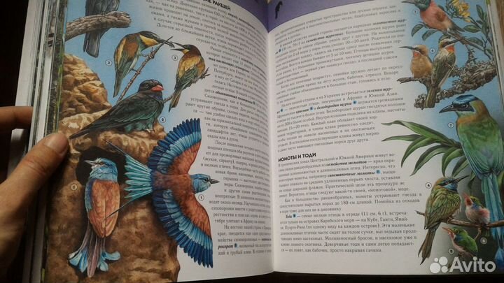 Детская энциклопедия Птицы