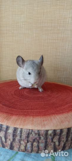 Шиншиллы бело-розовые, белый вильсон