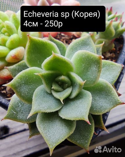 Суккуленты 2