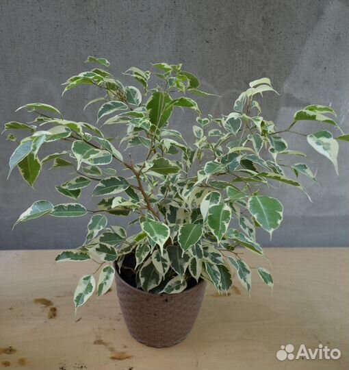 Фикус бенджамина пестролистный