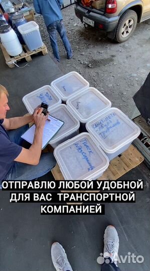 Мед с Алтайского края оптом