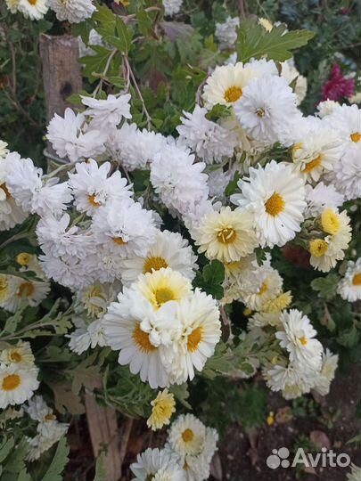 Саженцы разных дубков