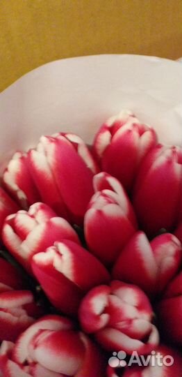 Цветы тюльпаны