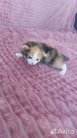 Кошки в добрые руки