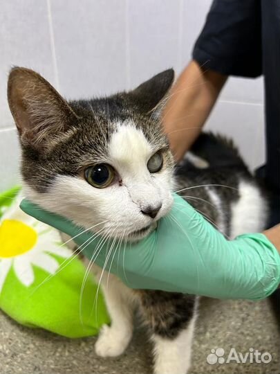 Кошечкам Мусе и Марусе нужна передержка или дом