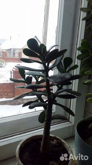 Денежное дерево