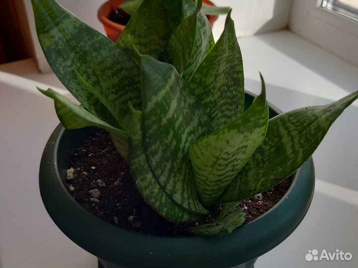 Сансевиерия