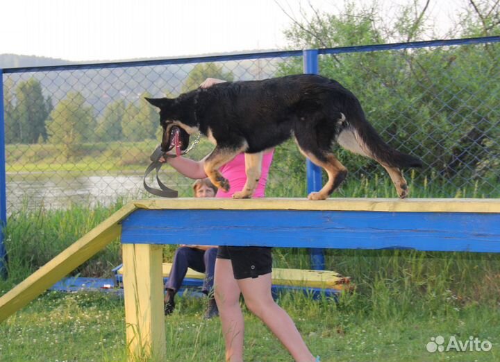 Дрессировка собак (Хомутово, Иркутск)