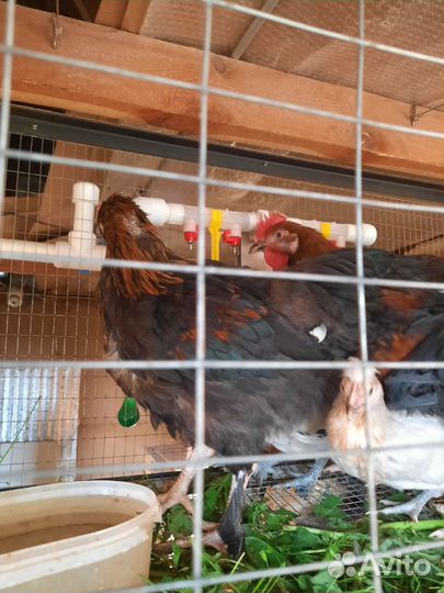Петухи красавцы
