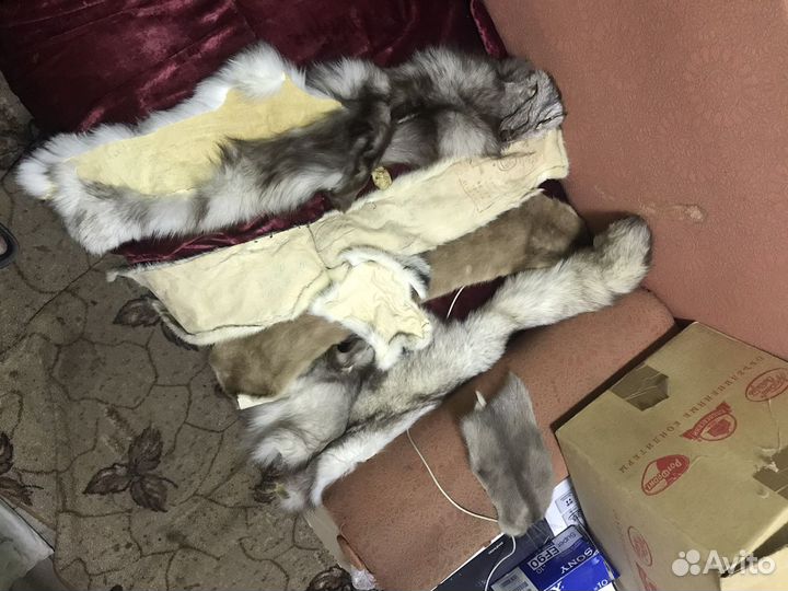 Шкура, песец, норка