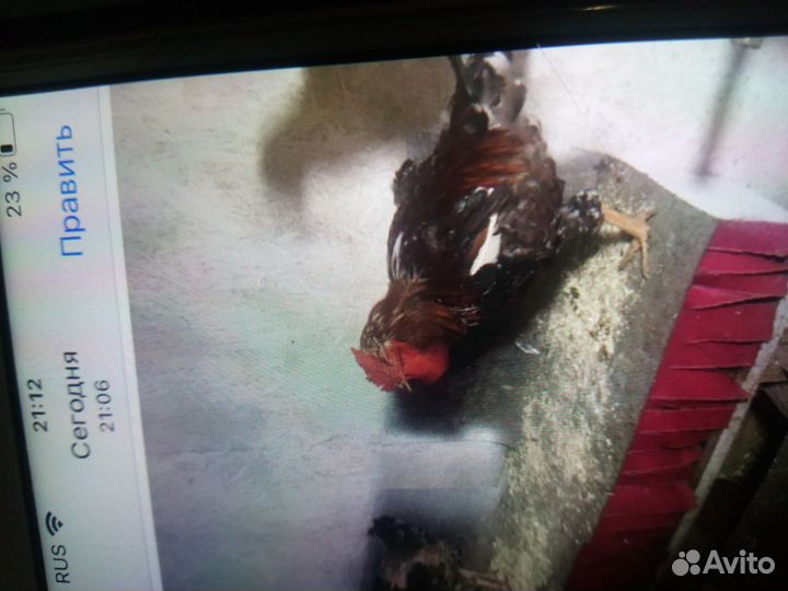 Петухи билефельдер и ливанские ситцевые